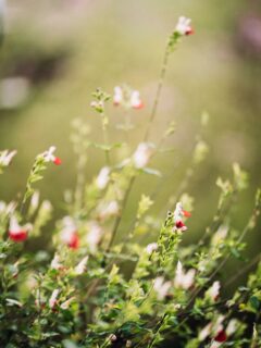 Du vert et du rouge (sans inspi haïku ce matin)
#flowerstagram #flowersofinstagram #flowerslovers #flower_beauties_ #plantaddiction #plantsarelife #photographechartres #chartres #chartresexperience #chartresmaville #reikichartres #macrophotography #macrooftheday #onirism #haiku #haikuofinstagram #haikupoetry #fleursdujardin
