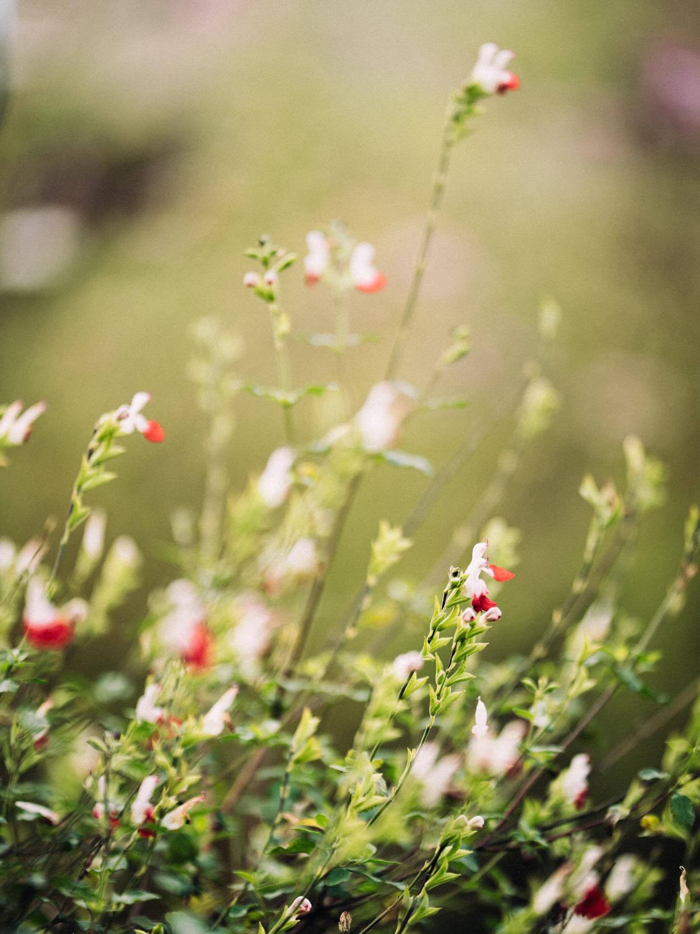 Du vert et du rouge (sans inspi haïku ce matin)
#flowerstagram #flowersofinstagram #flowerslovers #flower_beauties_ #plantaddiction #plantsarelife #photographechartres #chartres #chartresexperience #chartresmaville #reikichartres #macrophotography #macrooftheday #onirism #haiku #haikuofinstagram #haikupoetry #fleursdujardin