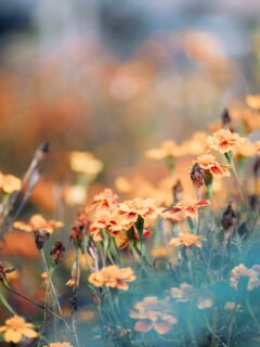 Automne en jardin
Les œillets d’Inde chartrains
Surprise colorée
#flowerstagram #flowersofinstagram #flowerslovers #flower_beauties_ #plantaddiction #plantsarelife #photographechartres #chartres #chartresexperience #chartresmaville #reikichartres #macrophotography #macrooftheday #onirism #haiku #haikuofinstagram #haikupoetry #fleursdujardin