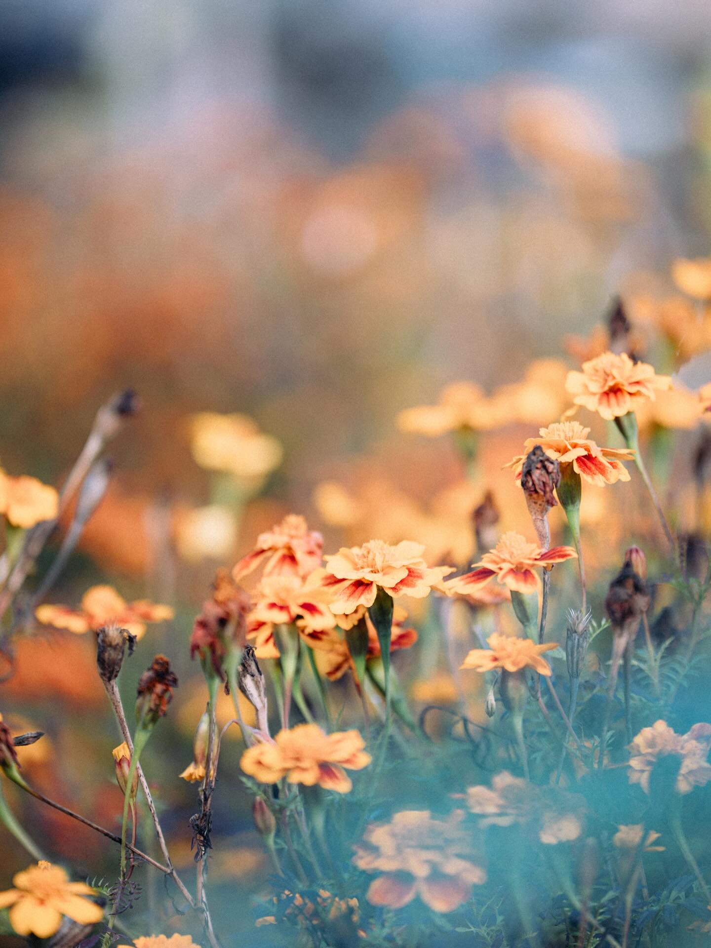 Automne en jardin
Les œillets d’Inde chartrains
Surprise colorée
#flowerstagram #flowersofinstagram #flowerslovers #flower_beauties_ #plantaddiction #plantsarelife #photographechartres #chartres #chartresexperience #chartresmaville #reikichartres #macrophotography #macrooftheday #onirism #haiku #haikuofinstagram #haikupoetry #fleursdujardin